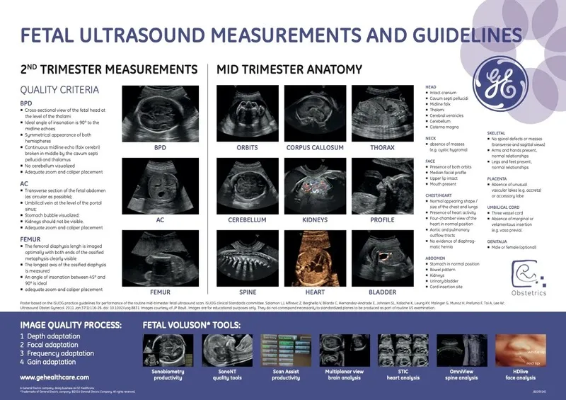  2nd Trimester Measurements & Guidelines